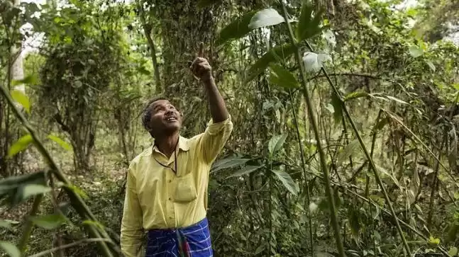 Photo of Jadav Payeng – The M