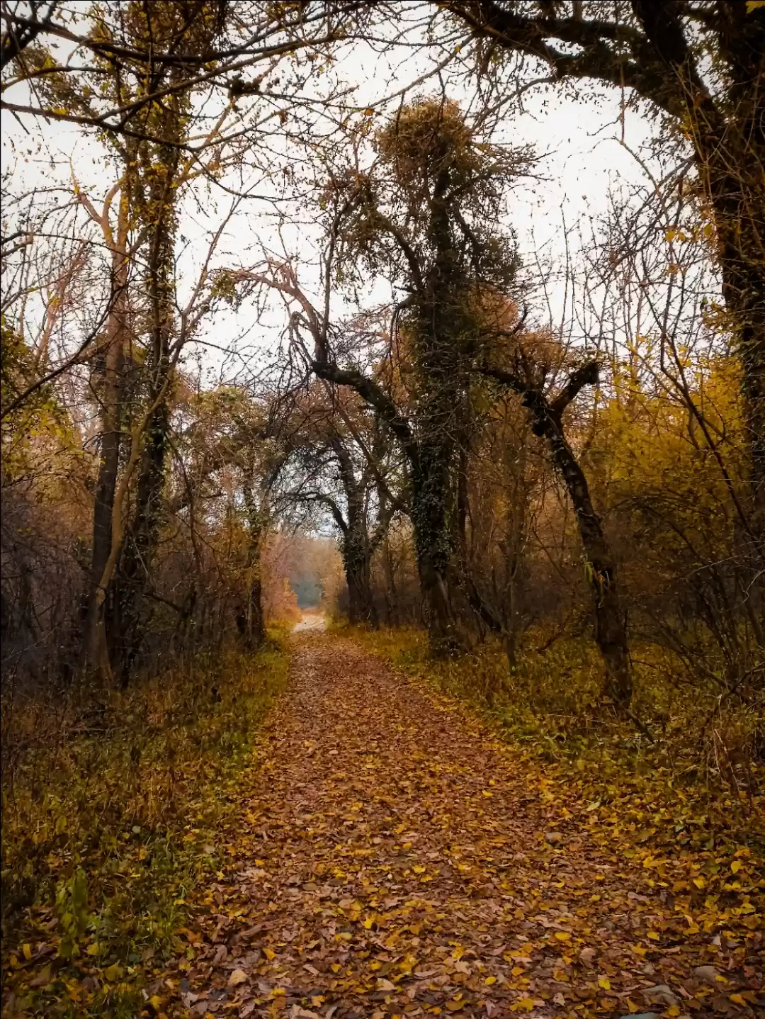 Photo of dachigam national pa