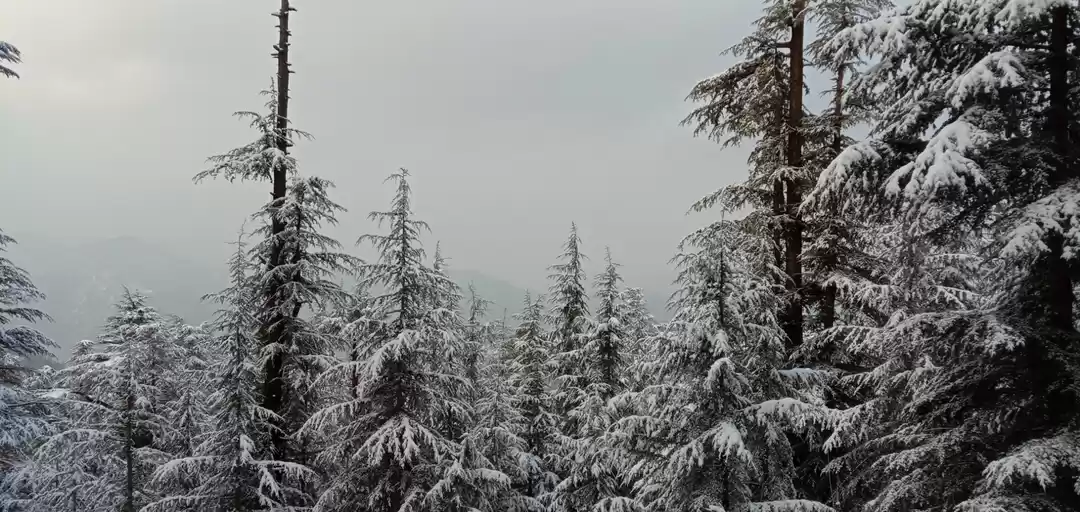 Photo of Naldehra 