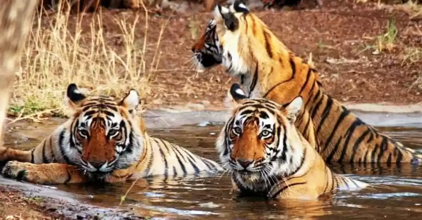 Photo of MOUNT ABU WILD LIFE 