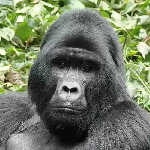 Photo of Gorilla Trekking