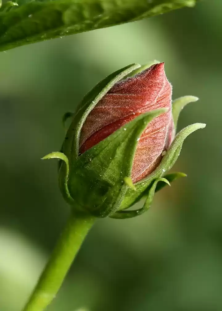 Photo of Beauty of rose 🤩