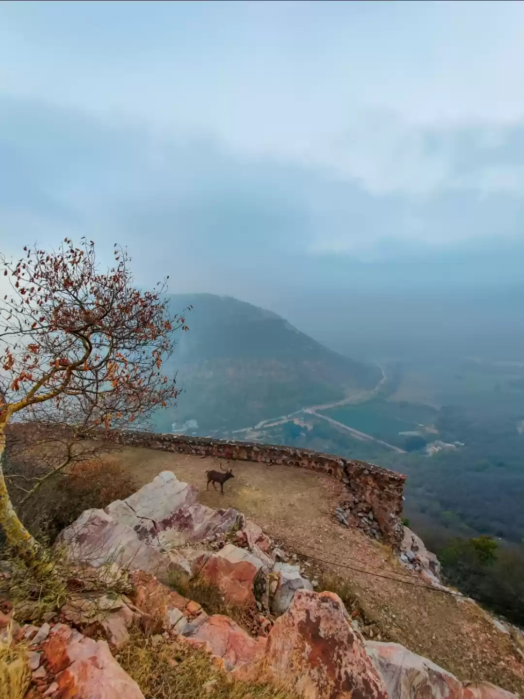 Photo of Sariska National Par