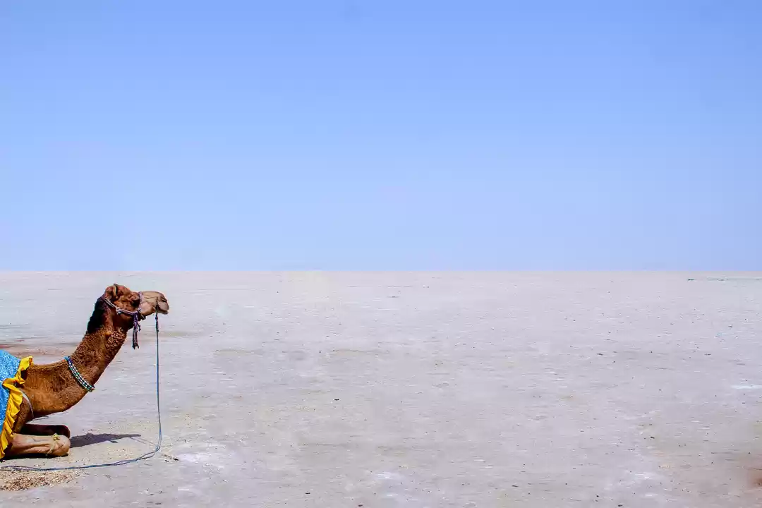 Photo of The Barren Beauty