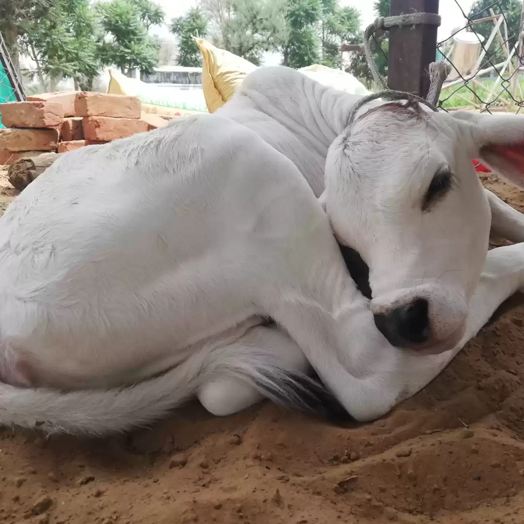 Photo of Shriram Jakhar