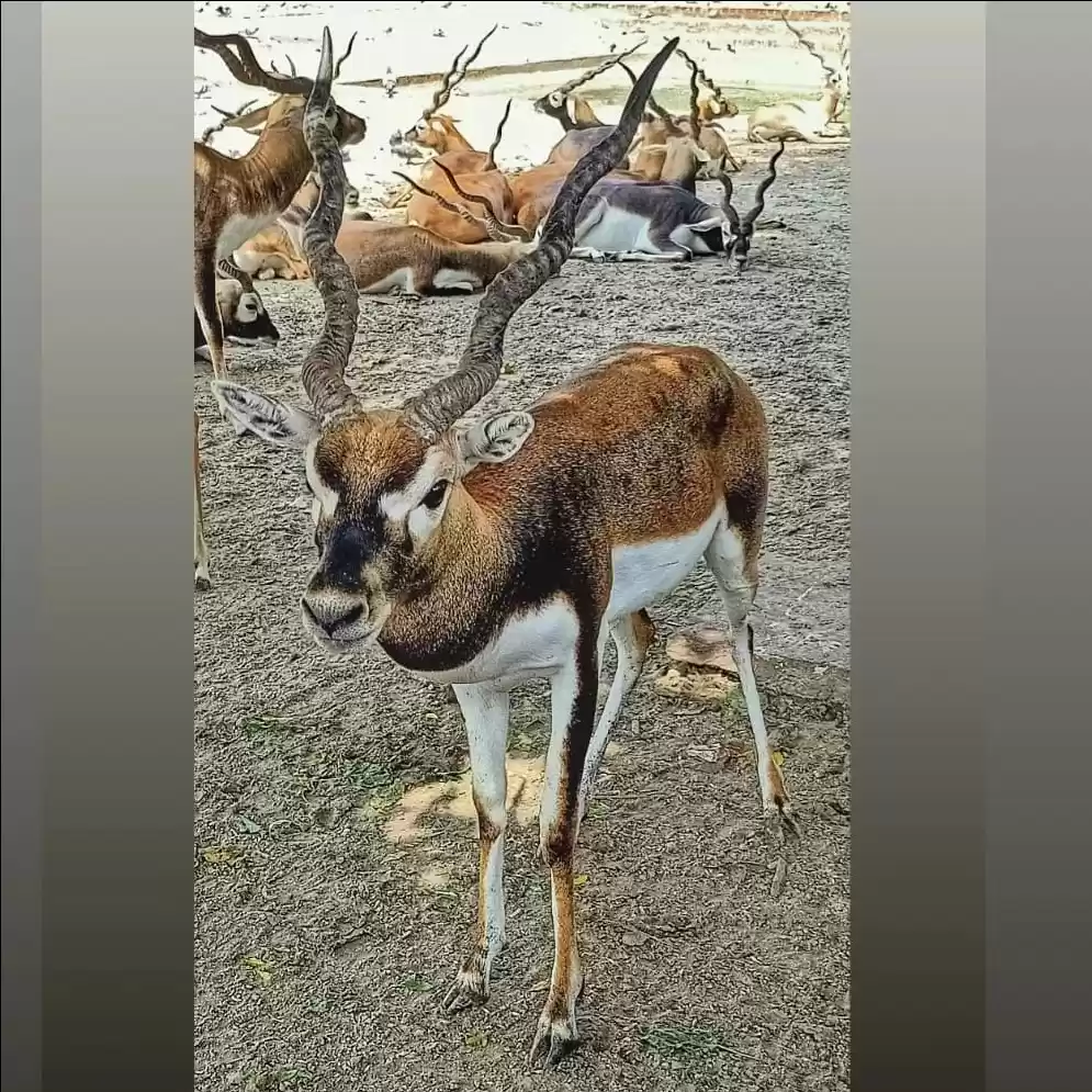 Photo of Mini Zoo at Ramanret