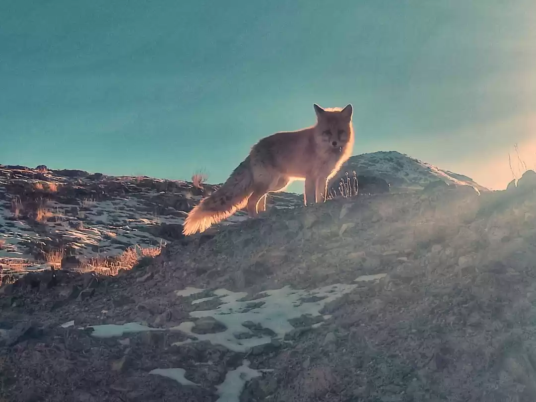 Photo of I don't give a fox!