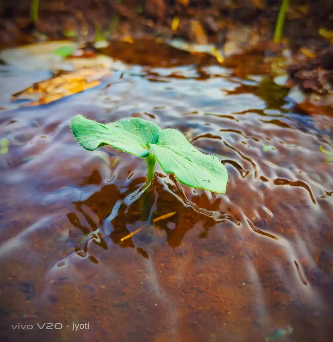 Photo of Little plants ..