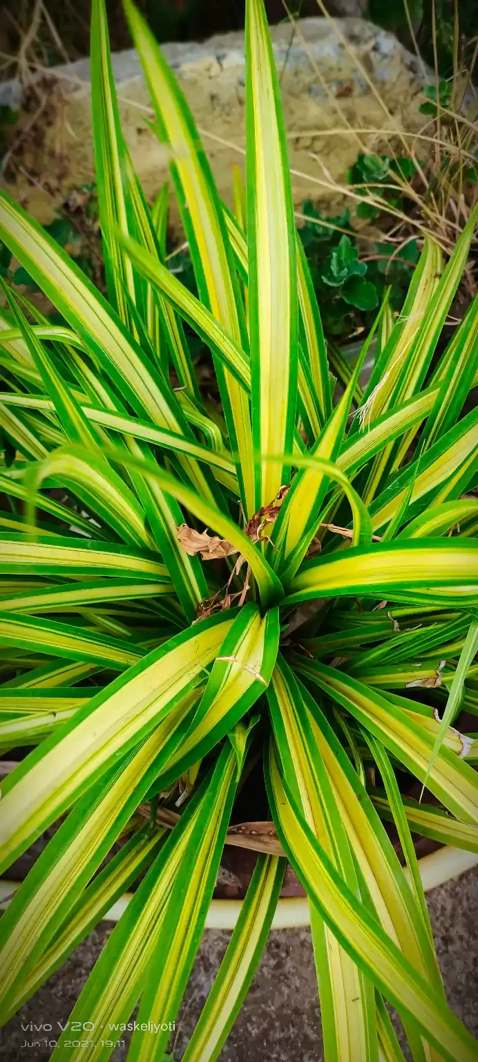 Photo of Little plants 