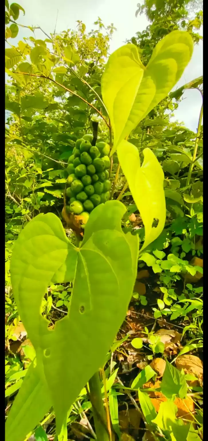 Photo of Small plant