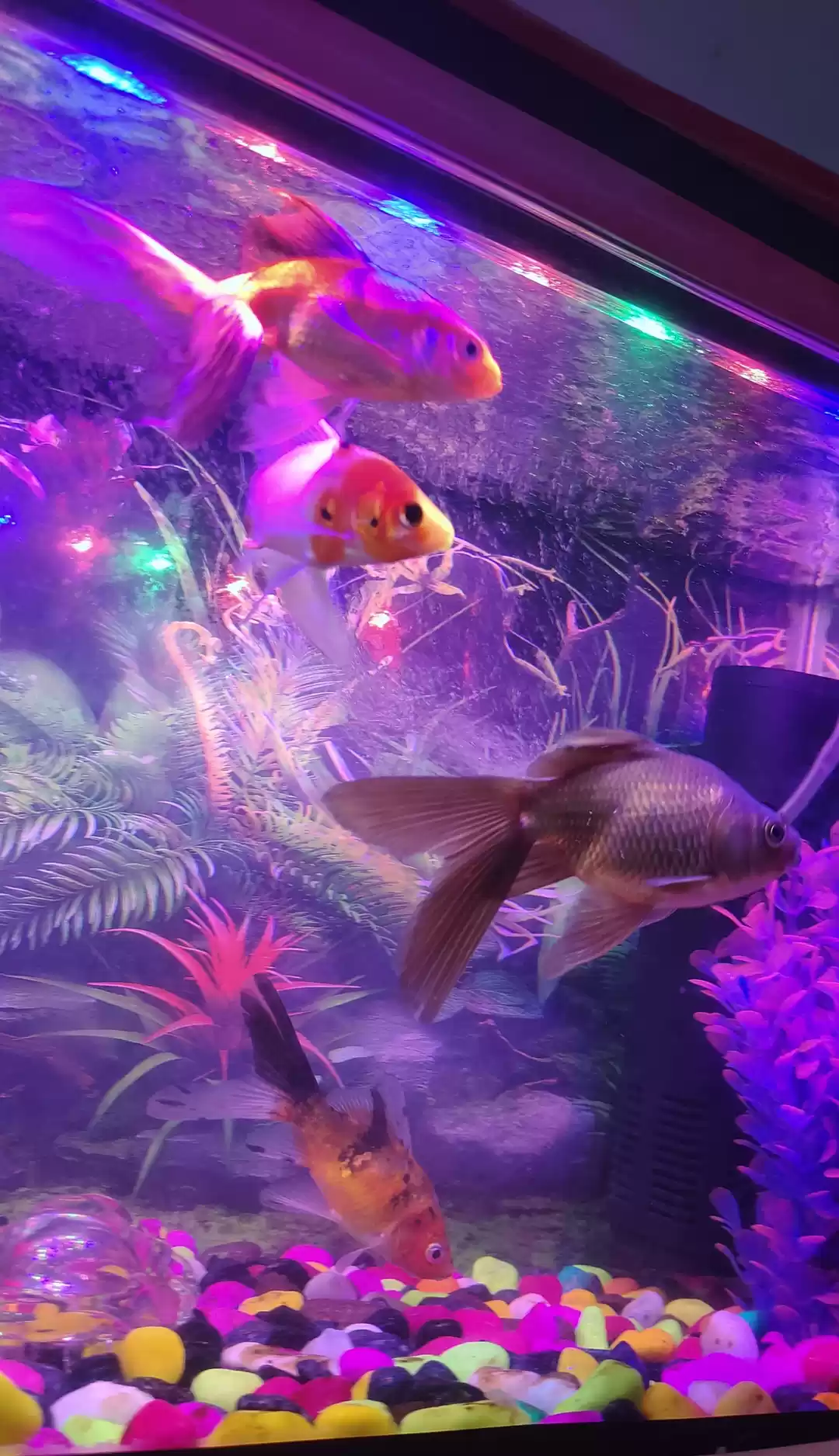 Photo of Fish life