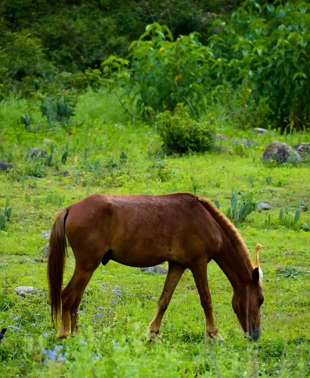 Photo of horses of dharamshal