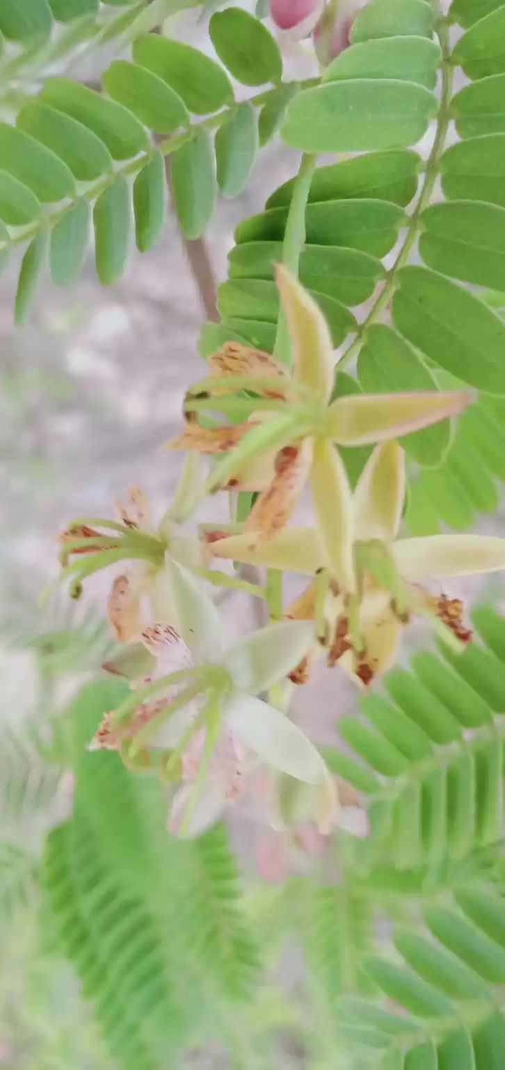 Photo of Tamarind flowers are
