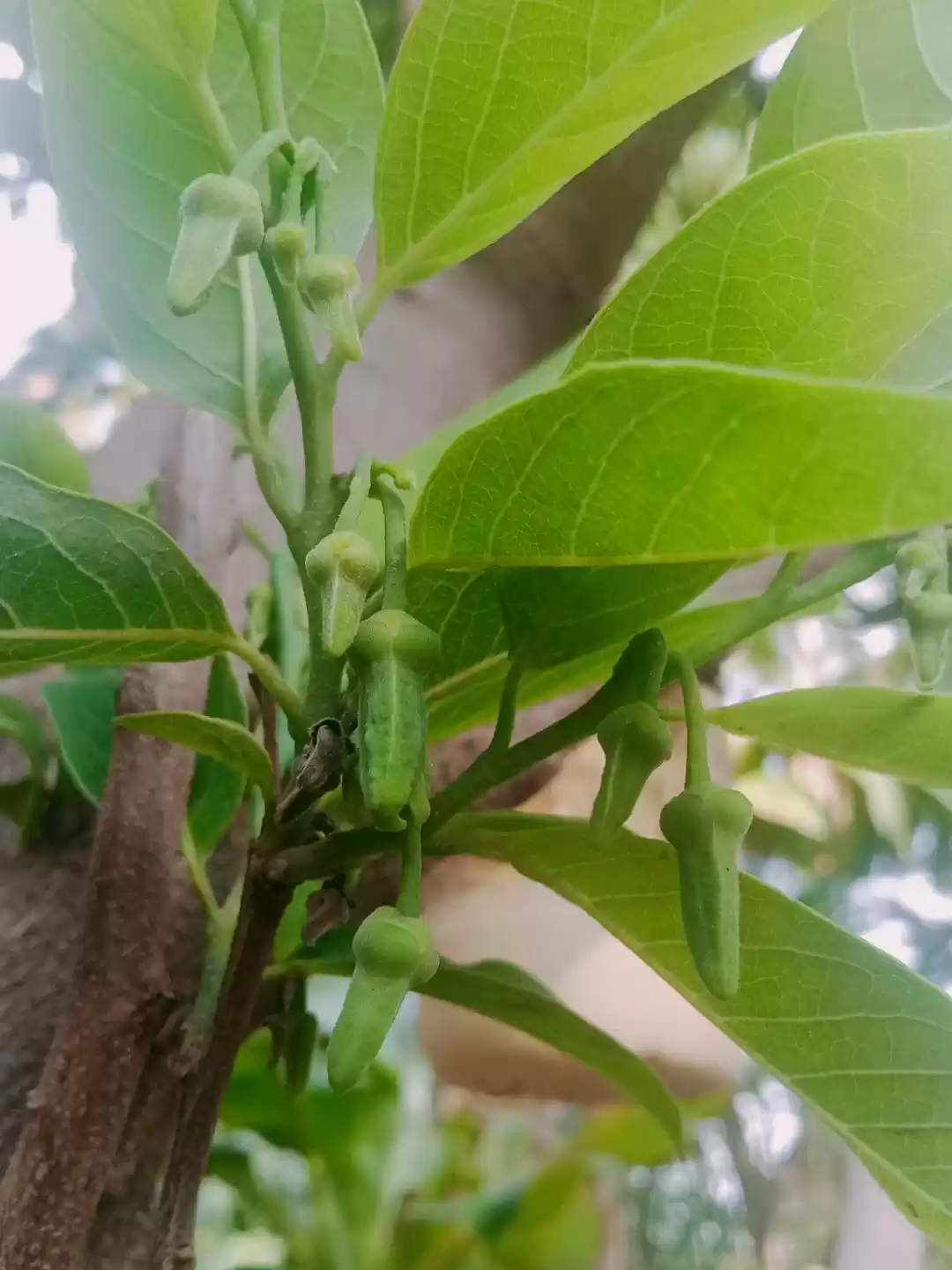 Photo of Cinnamon flowers.