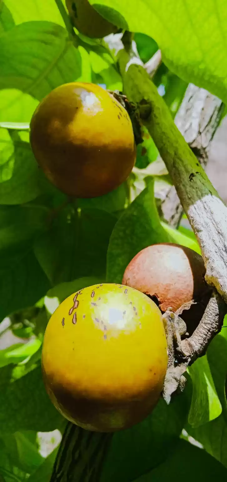 Photo of It is the fruit of t