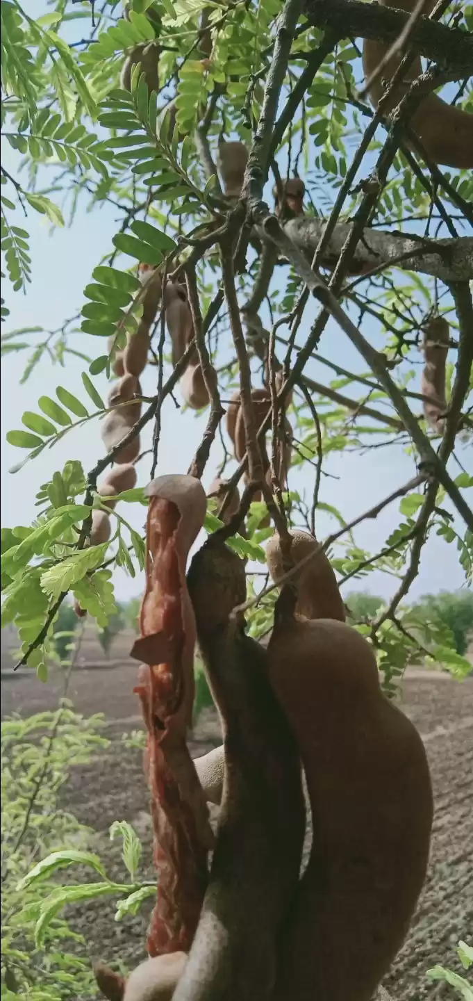 Photo of Ripe tamarind.