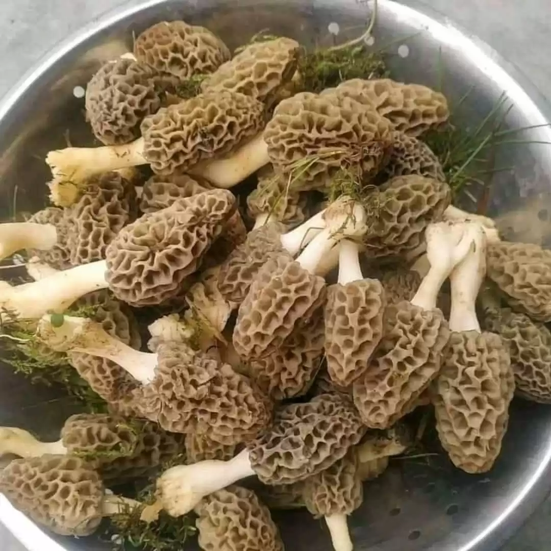 Photo of इस दुर्लभ पहाड़ी गुच