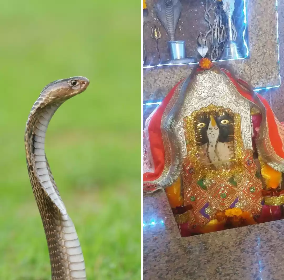 Photo of एक ऐसा रहस्यमयी नाग 