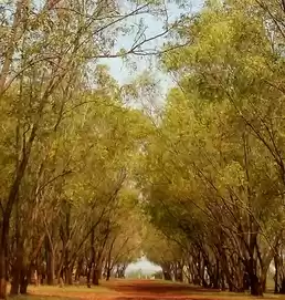 Photo of The Beautiful grassl