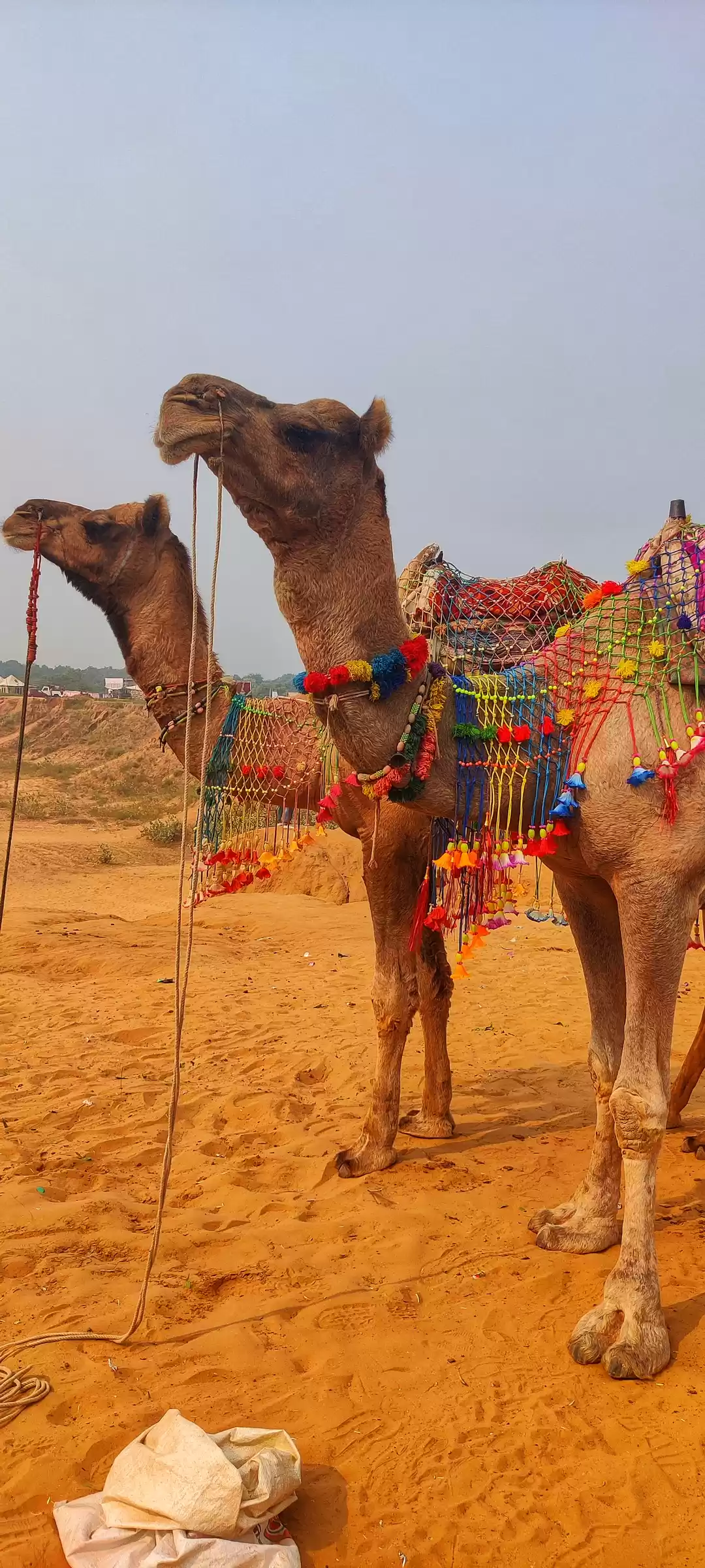 Photo of The Pride Of Rajasth