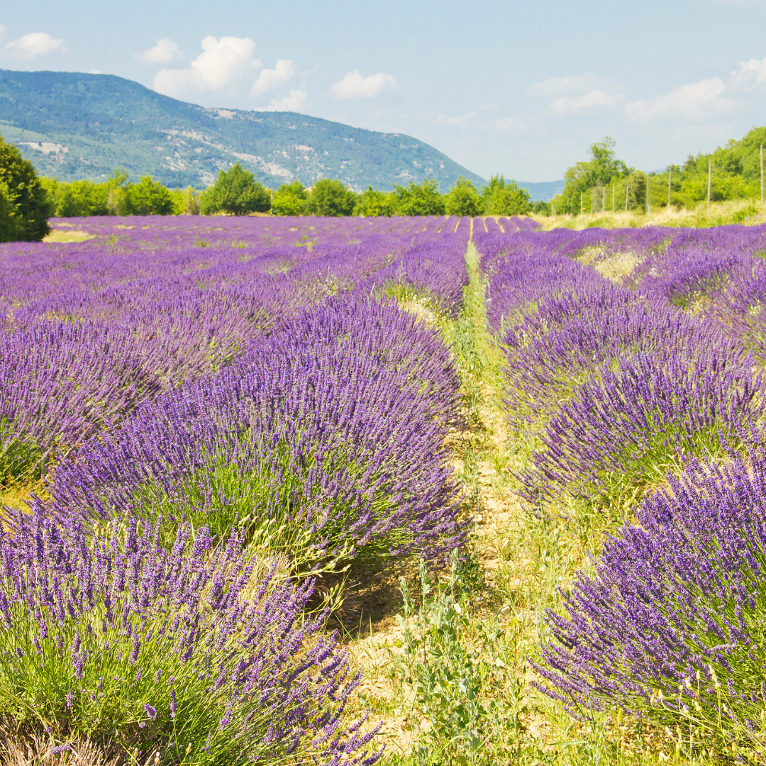 Photo of Provence, France