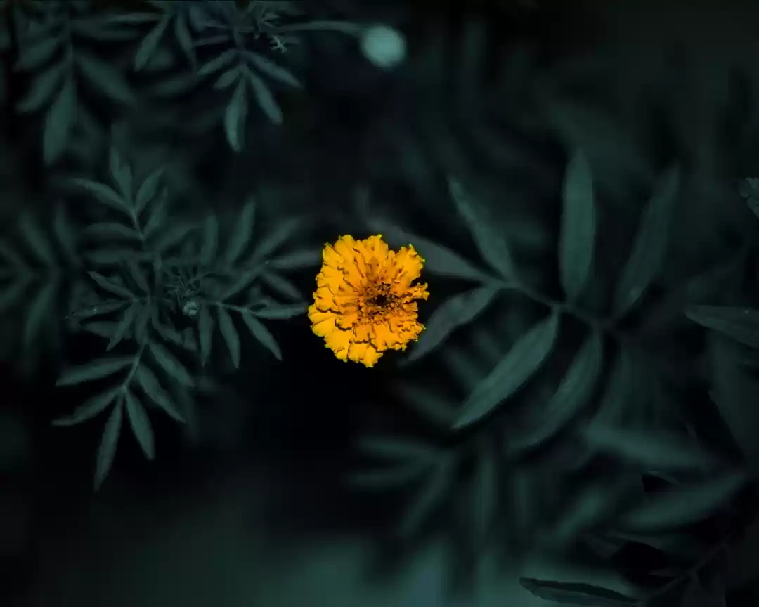Photo of Balcony plant