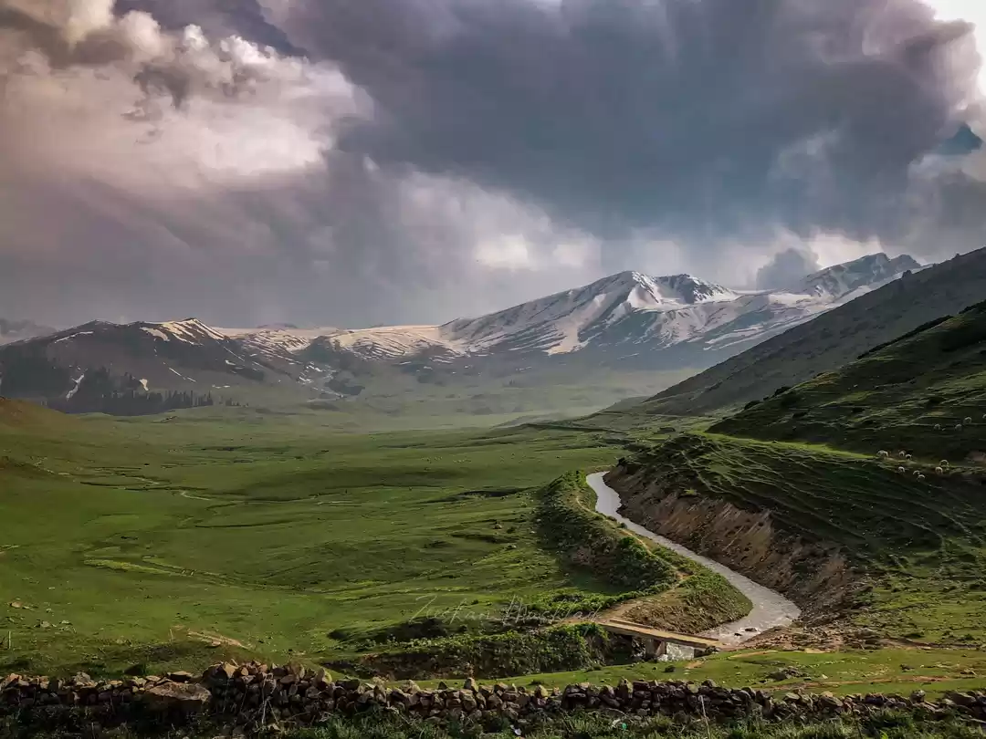 Photo of King of meadows 