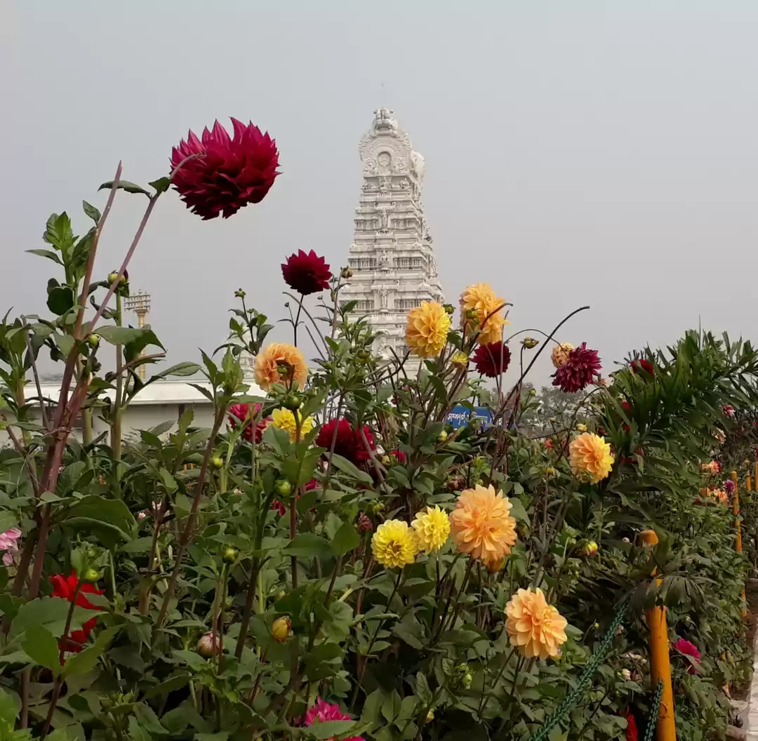 Photo of Pongal Rice or Laddo