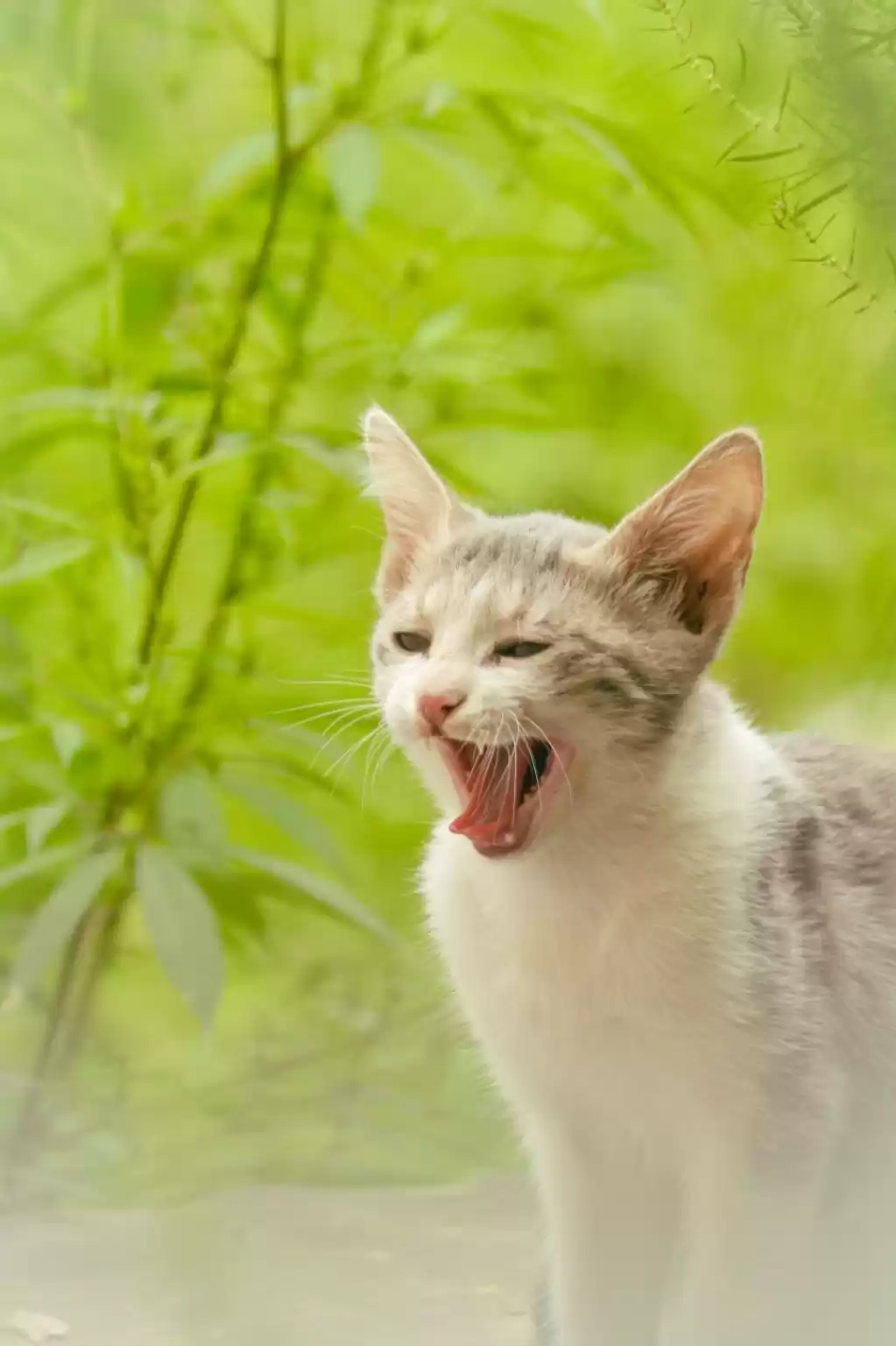 Photo of Cat Yawning Photogr