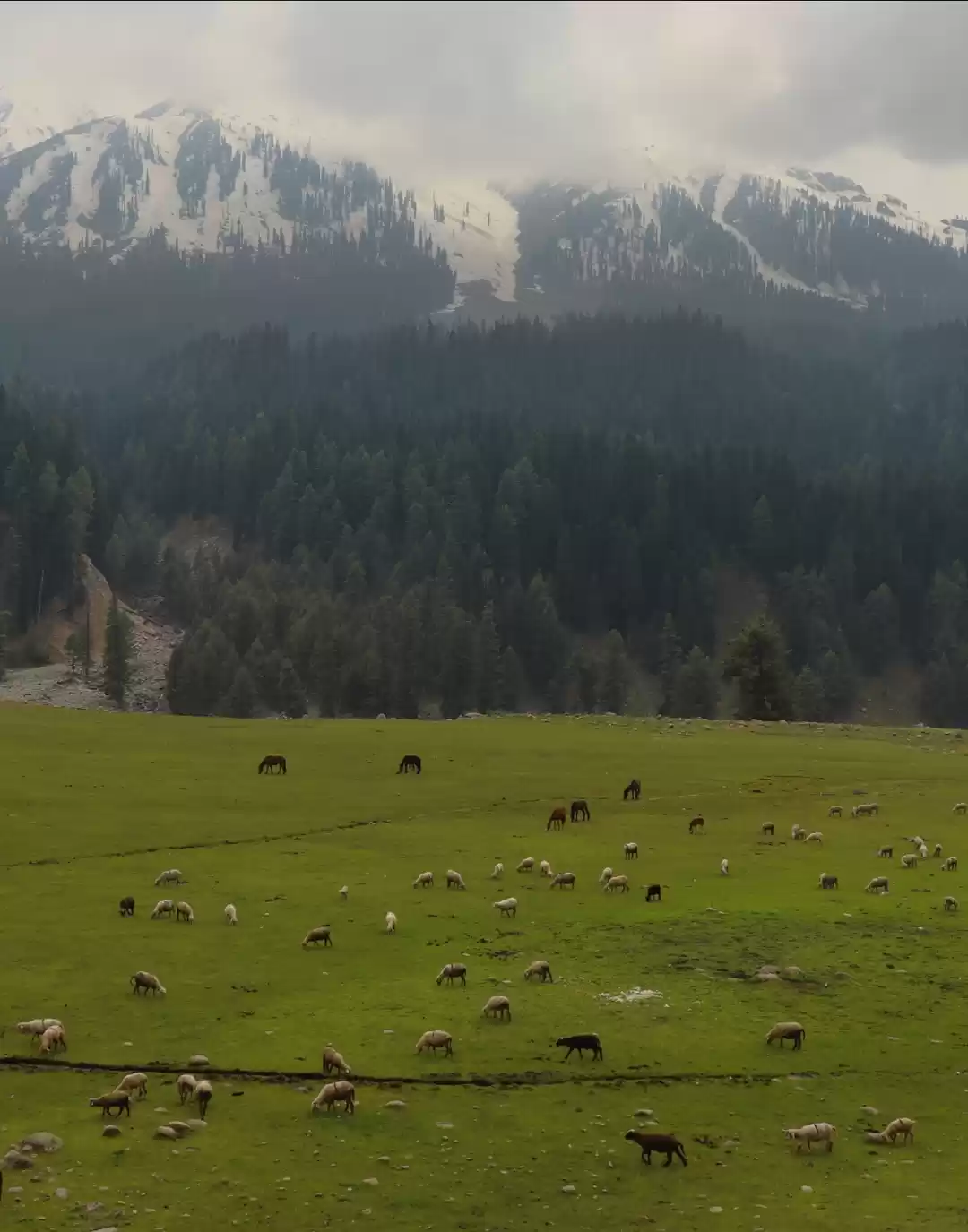 Photo of Chiranbal Kulgam Kas