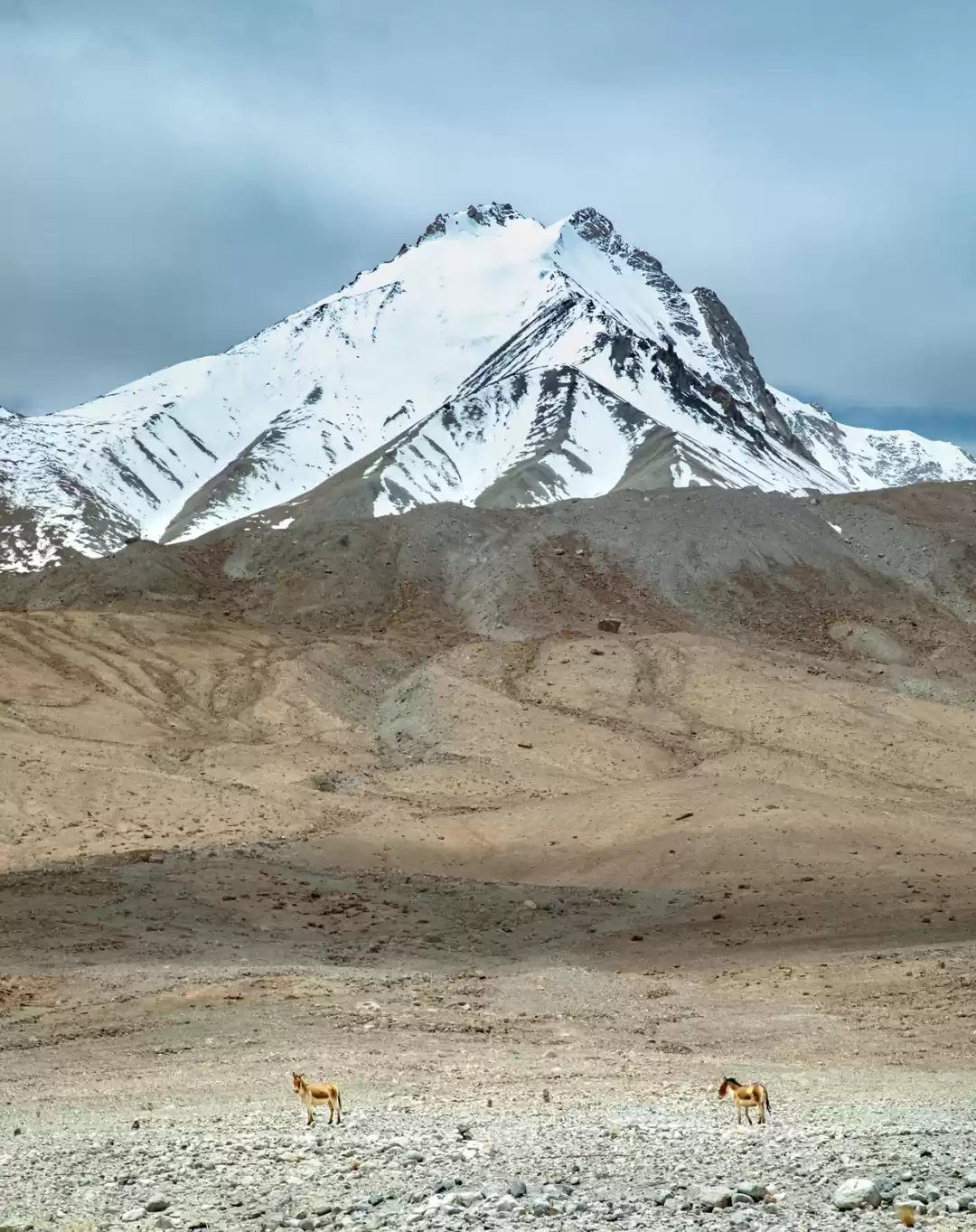 Photo of Wildass (kyang) in t