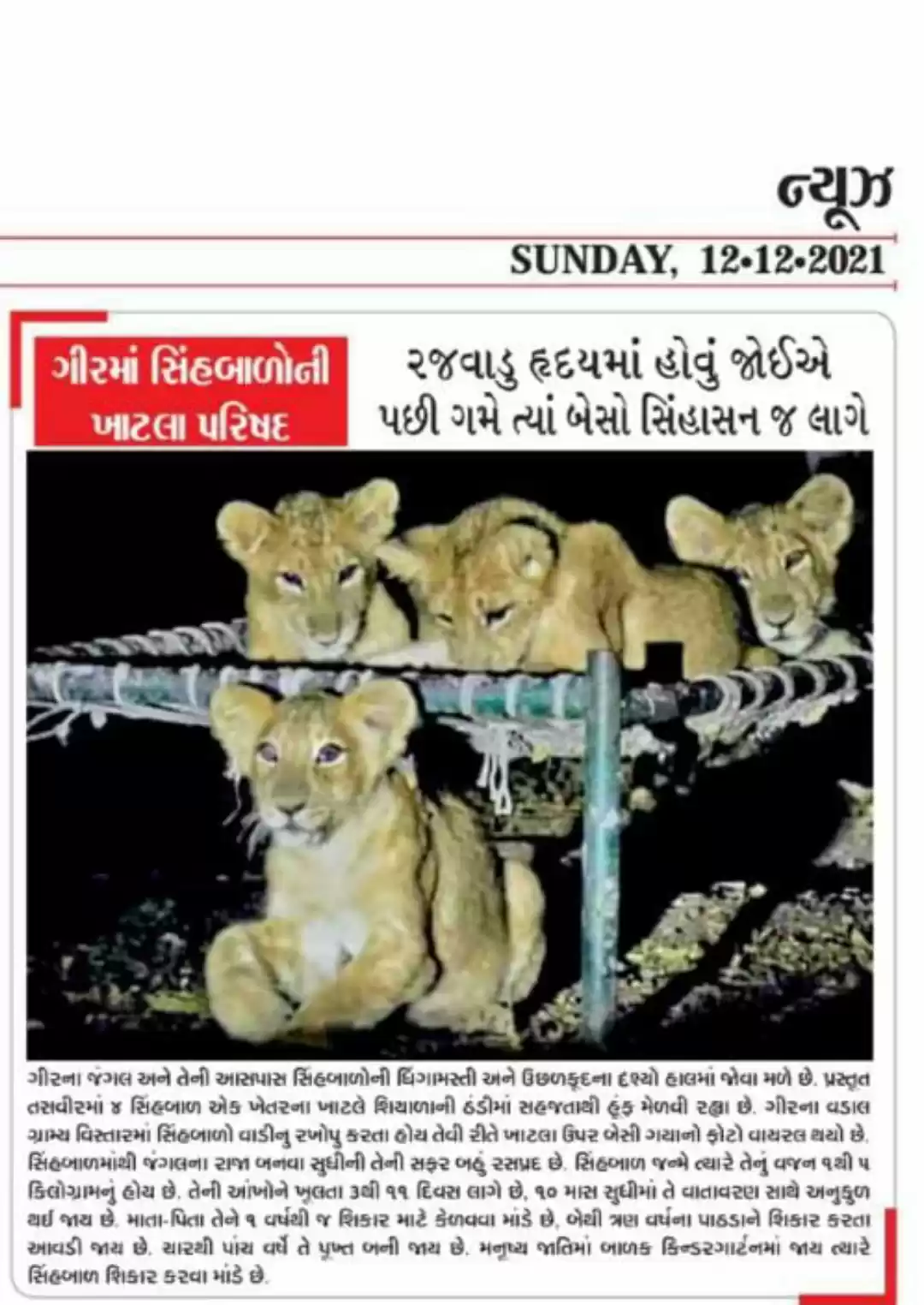 Photo of Lion cubs near Gir F