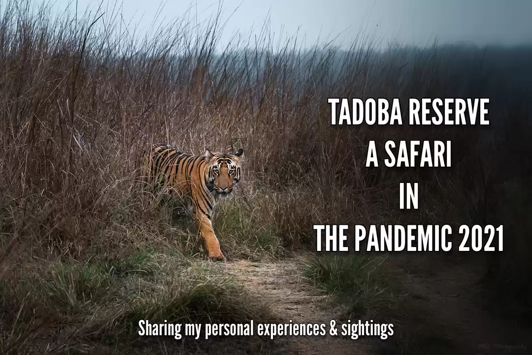 Photo of TADOBA - UNCERTAIN S