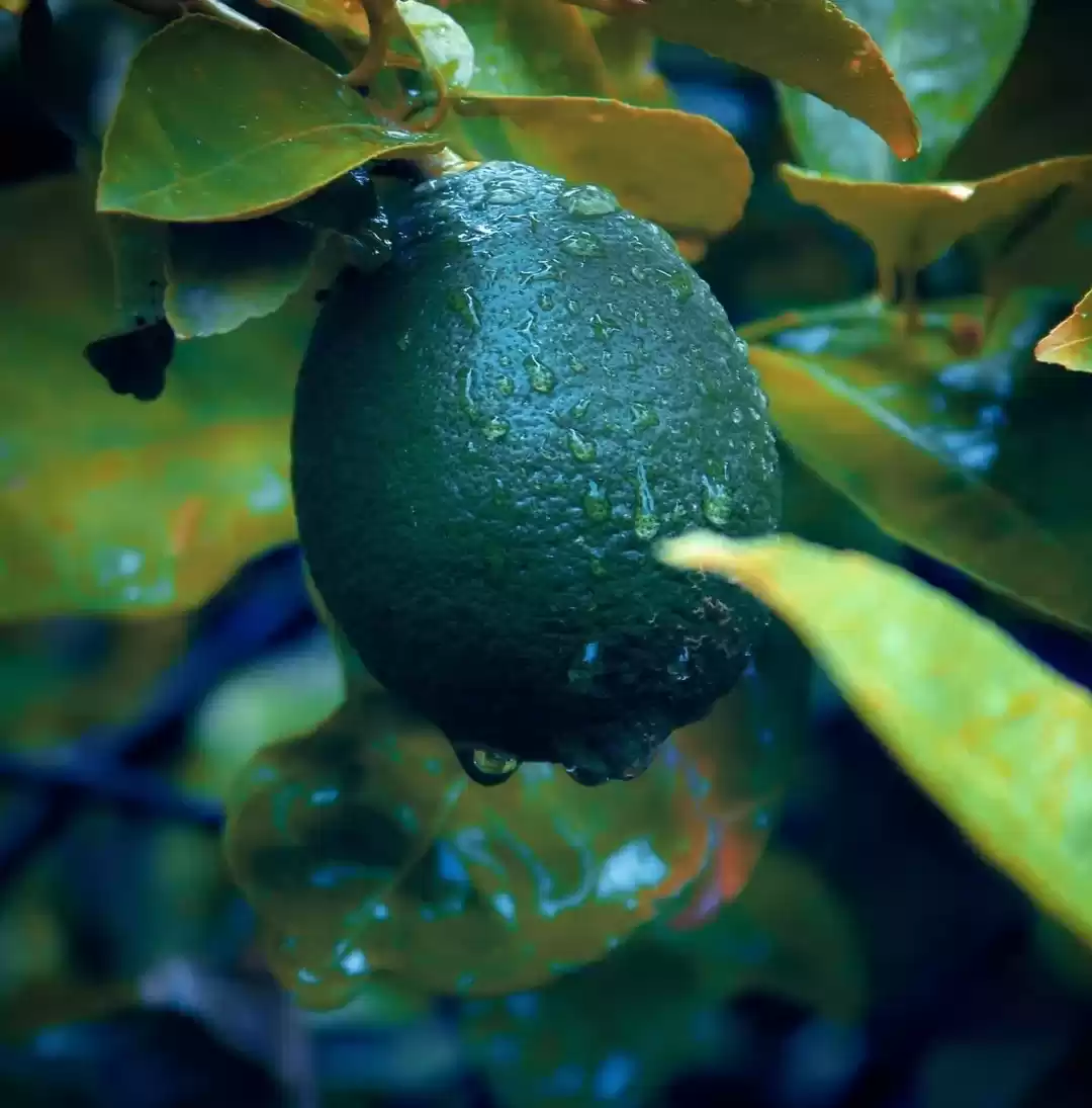 Photo of Rewarding Monsoons o