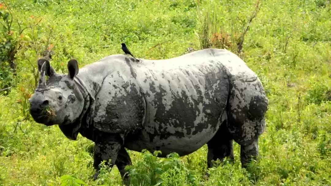 Photo of A Day in the jungles