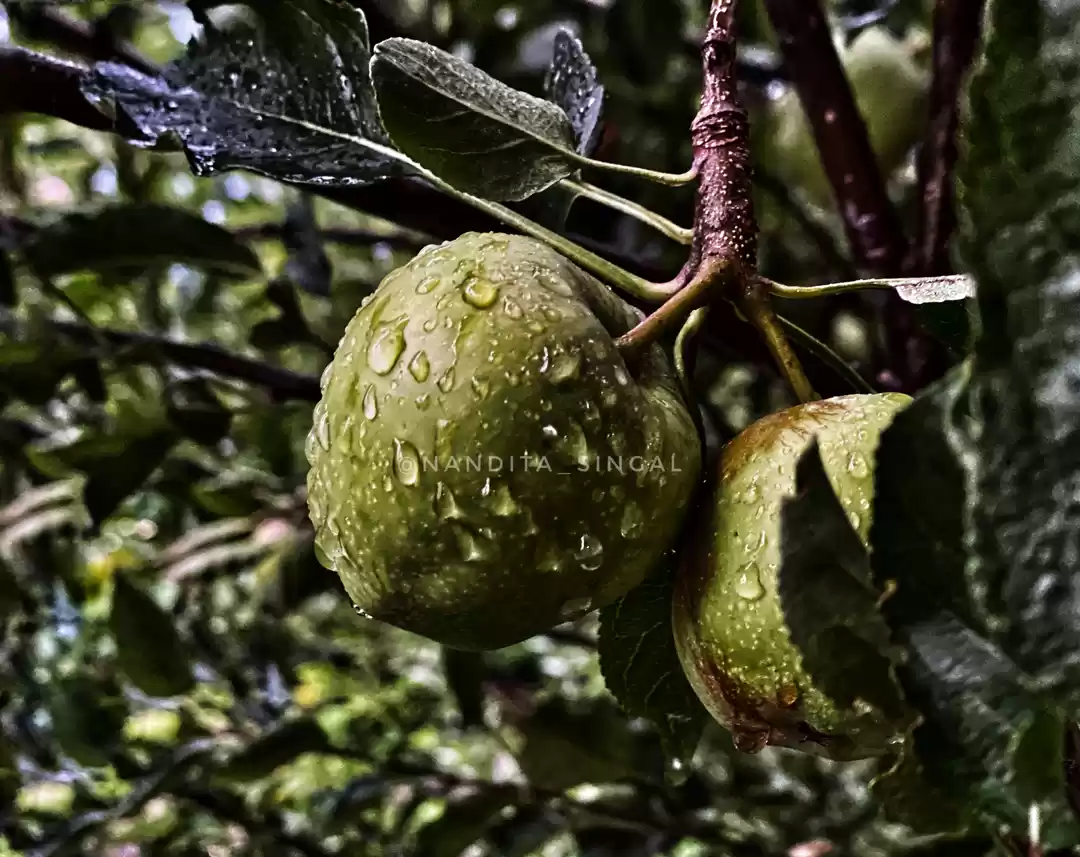 Photo of Himalayan affair wit