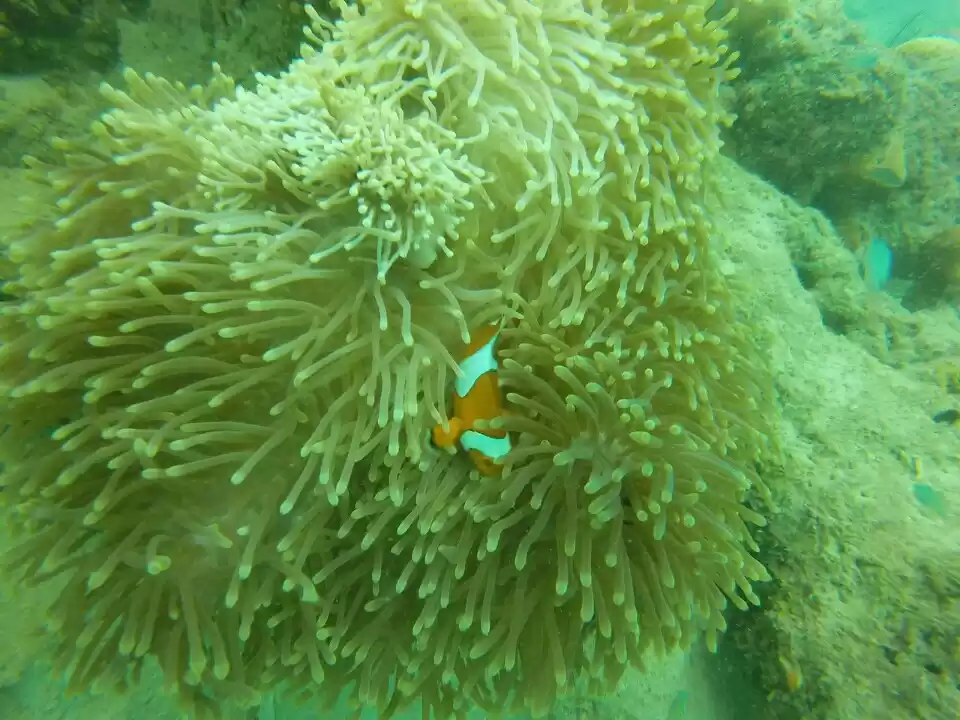 Photo of Andaman - Havelock