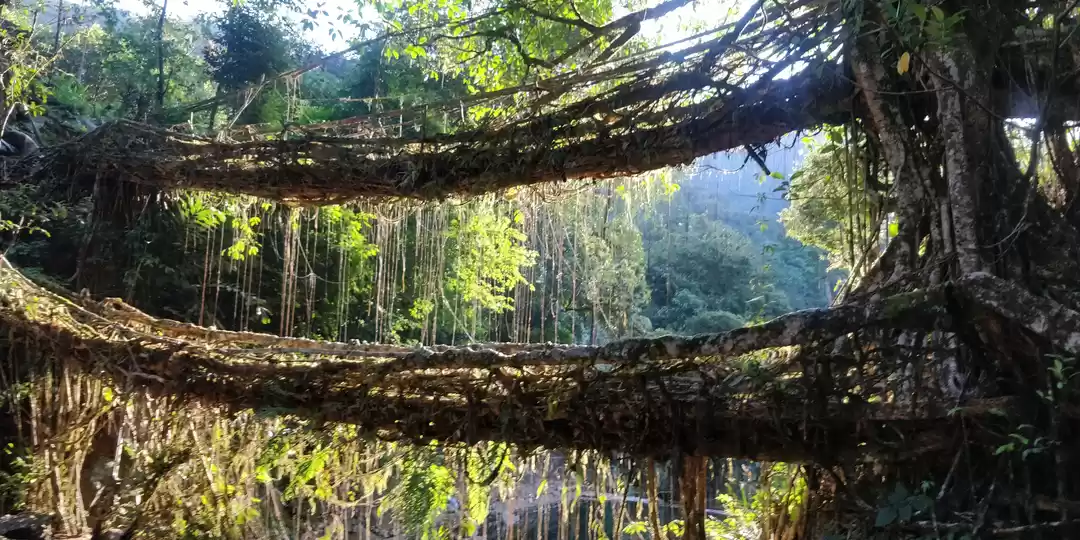Photo of Meghalaya - A Feast