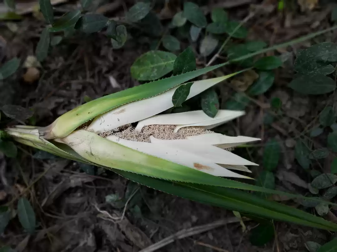 Photo of GI tagged....Kewda f