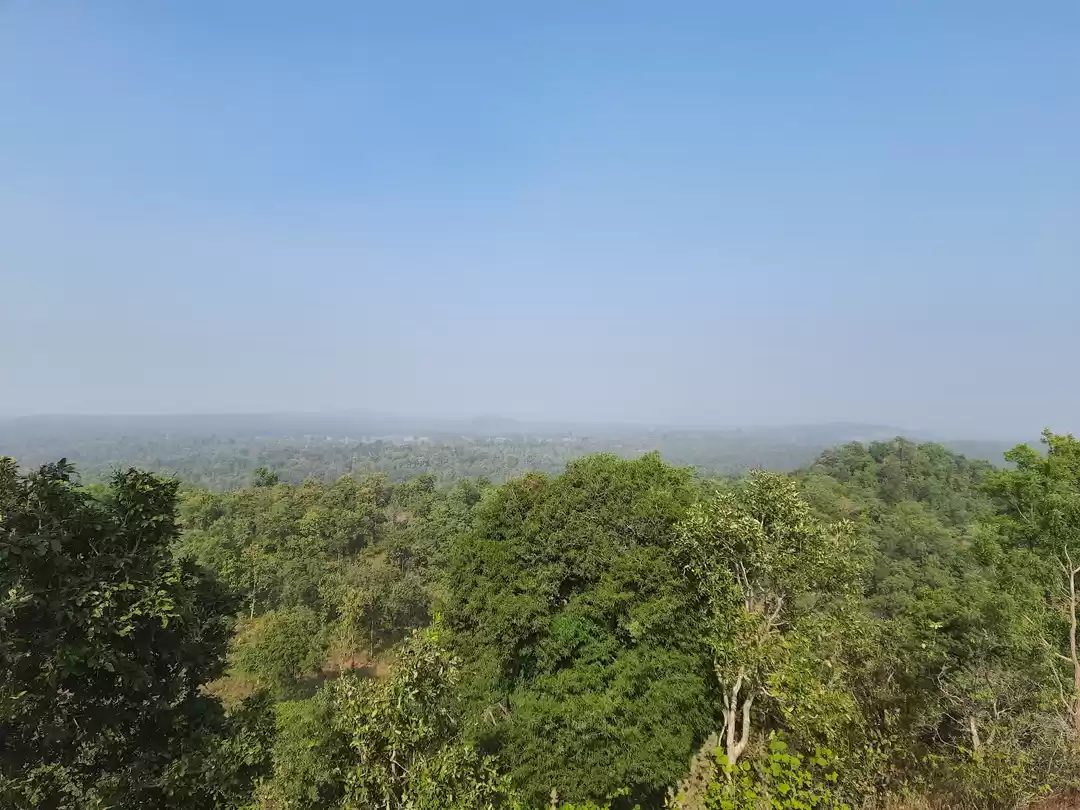 Photo of Forest of Betul, Mad