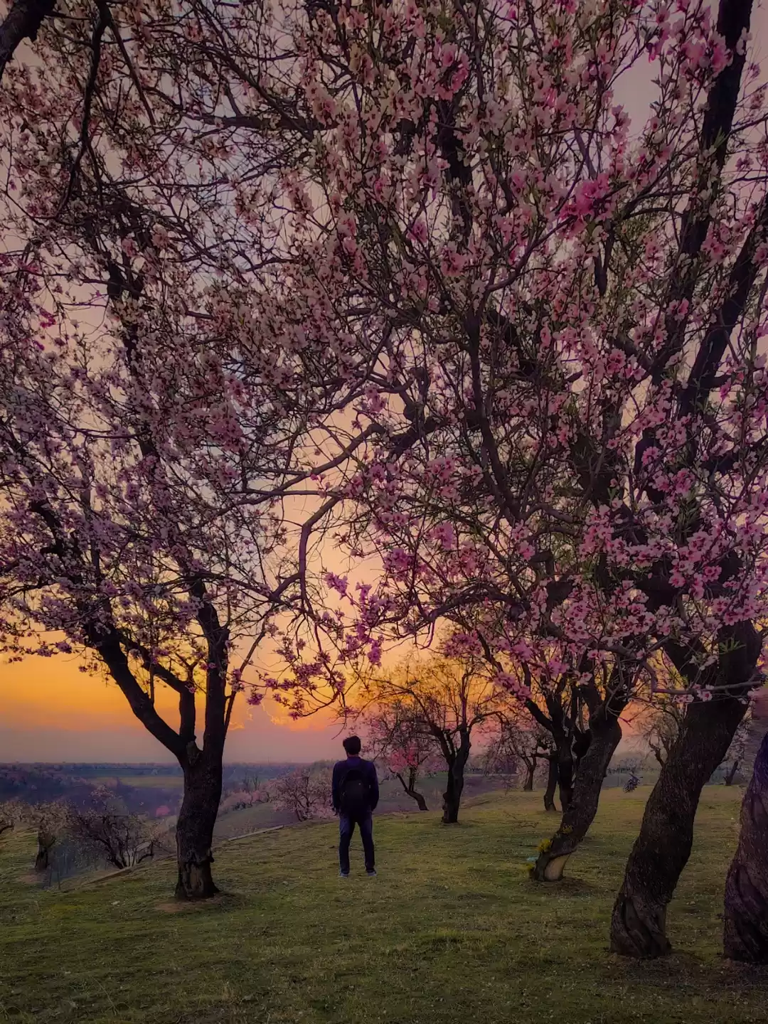 Photo of Spring in kashmir