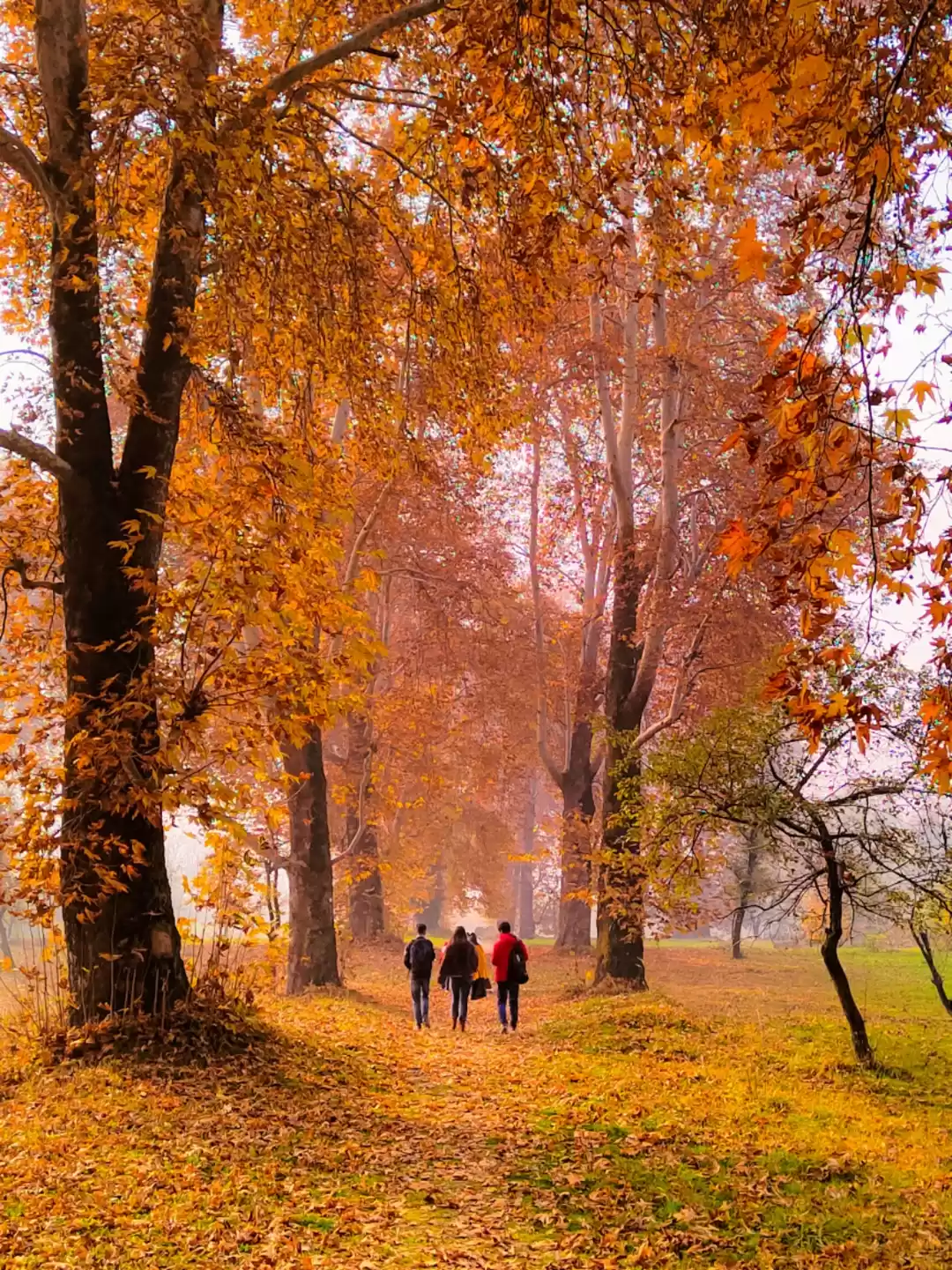 Photo of Flavours of Autumn 