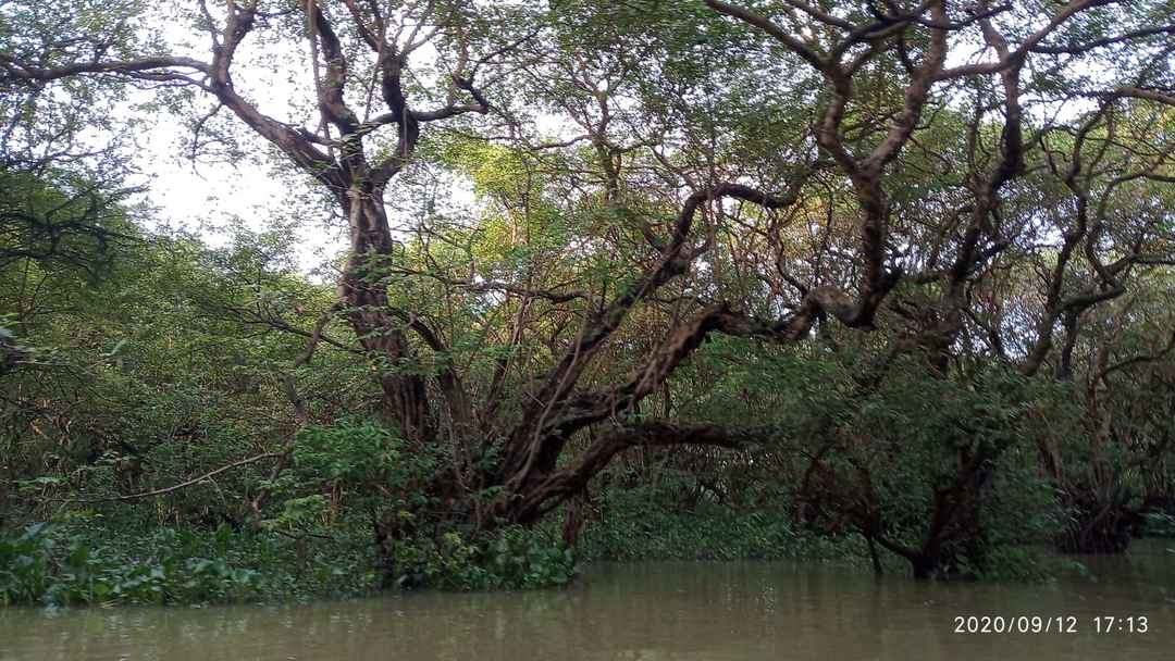 Ratargul: Swamp Forest in Bangladesh - Tripoto