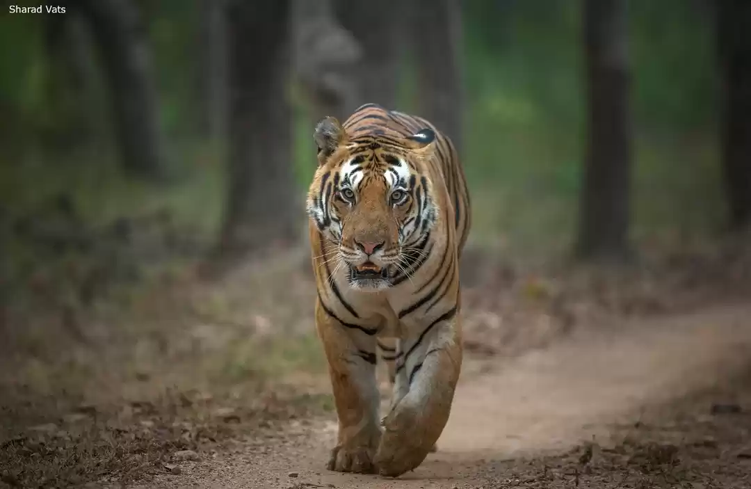 Photo of Pench, Kanha and Ban
