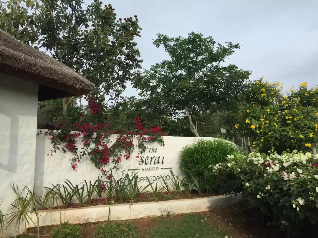 Photo of Luxury in the Jungle