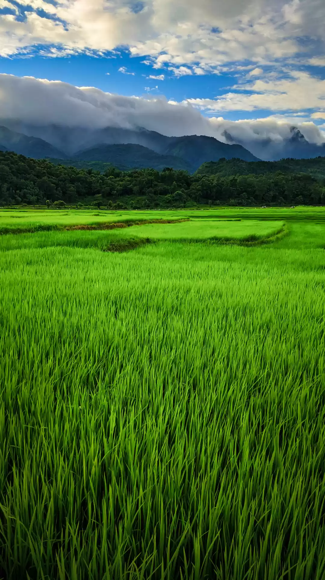 Photo of Paddy field