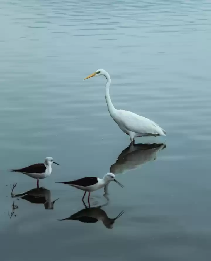 Photo of Lens Poetry