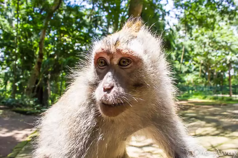 Photo of Sacred Monkey Forest