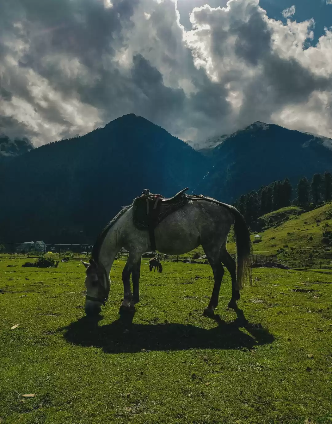 Photo of Horses make a landsc