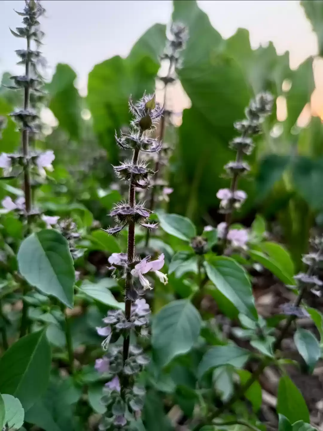 Photo of Guess this Plant?